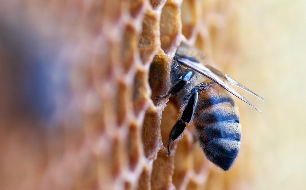 Bienenstock Biene